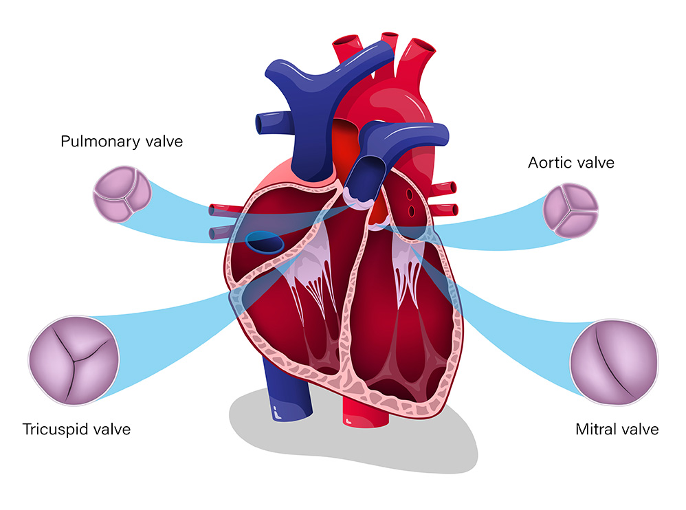 Valves cardiaque